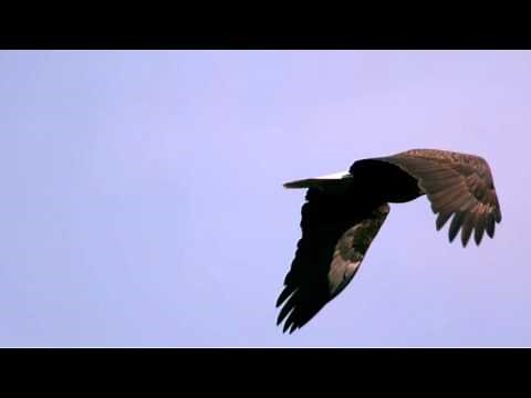 Fly Eagle Fly James Rogers