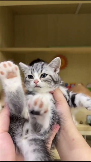 Silver Tabby Kitten Shows Tiny Toe Beans at the Cat Market 🐾