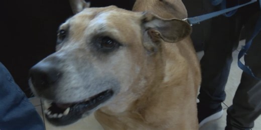 Local veterinarian explains how and why to safely cool down your dog during high temperatures