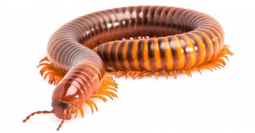 How Many Legs Does a Millipede Have?