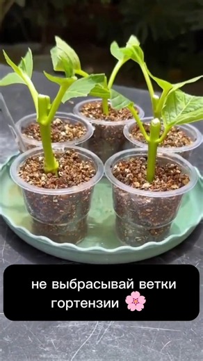 How to root hydrangea cuttings