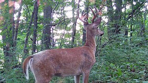 More sport shops may be able to afford selling Pennsylvania hunting licenses in the future