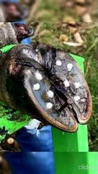 Removes all the terrible objects from the cow's hoof that were greatly interfering with the cow's li