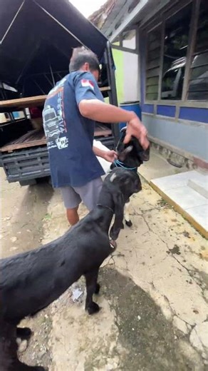 Biyuhh passed away Brebes Central Java #shortvideo #shortsviral #viralshort #viralvideo