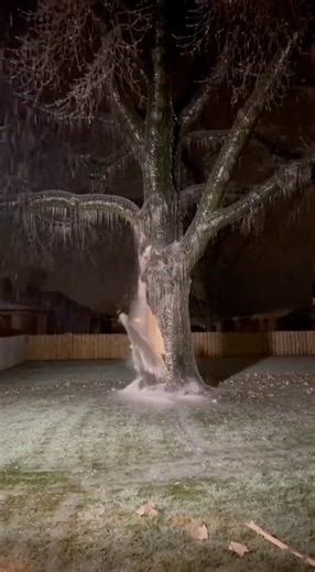 Extreme Cold in Texas Made This Tree Explode