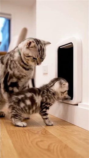 Cat Tech Support 😻 Mom Teaches Kitten How To Use The Smart Cat Door