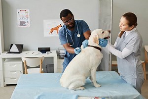 How To Immigrate To Canada As A Veterinarian - Canada Immigration and Visa Information. Canadian Immigration Services and Free Online Evaluation.