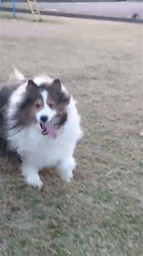 3月8日のシャルくん🐶