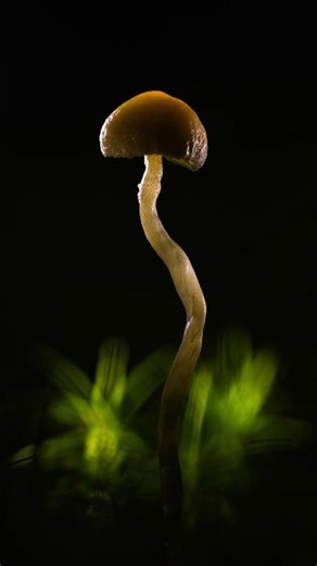 Macro Mushroom Photography with Flexible Lighting