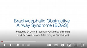 Brachycephalic Obstructive Airway Syndrome (BOAS) - Canine Welfare Science