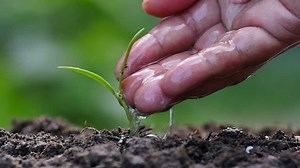 Seedingseedlingmale Hand Watering Young Plant Over Stock Footage Video (100% Royalty-free) 8933929 | Shutterstock