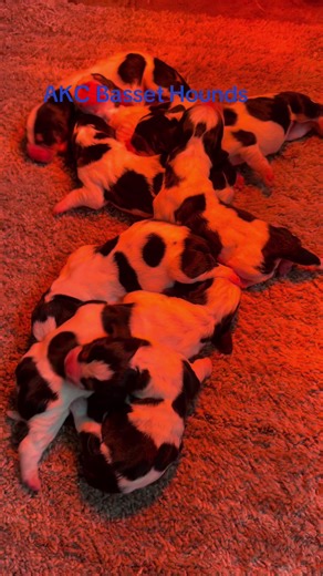 AKC Basset Hounds www.facebook.com/ehlerscarlockbassets