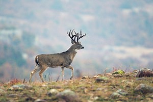 What You Need to Know About Whitetail Home Ranges - North American Whitetail