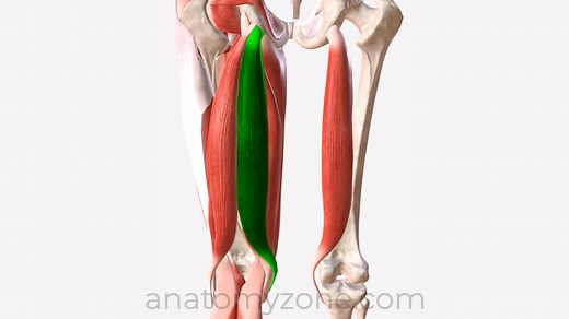 Semitendinosus - Origin, Insertion, Action, 3D Model | AnatomyZone