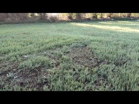 หลังจากตัดหญ้าเสร็จแล้ว" สิ่งที่ทำให้หญ้าเขียวเร็ว......?