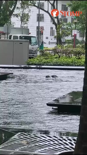 Stomp Singapore on TikTok