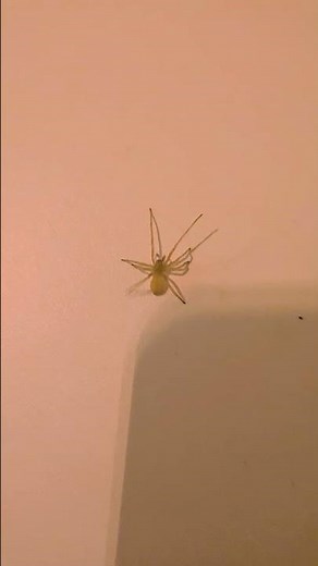 Tiny Guardian or Tiny Trouble? Meet Cheiracanthium mildei #spider #spiderman #insects #nature #fypシ