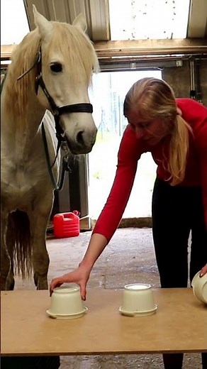 Petits jeux pour stimuler votre cheval!