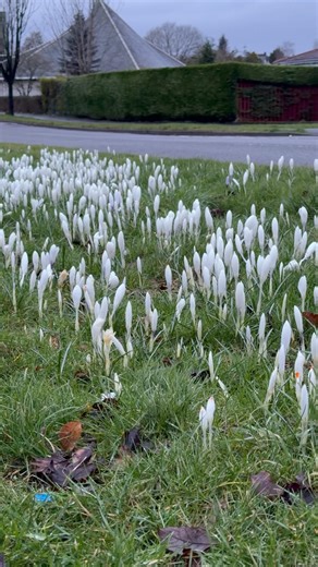 White crocus flowers, a reminder of spring #scotland #crocus #spring