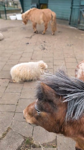 Spring Morning on the Farm 🌸🐄 | Animals Wake Up to Sunshine