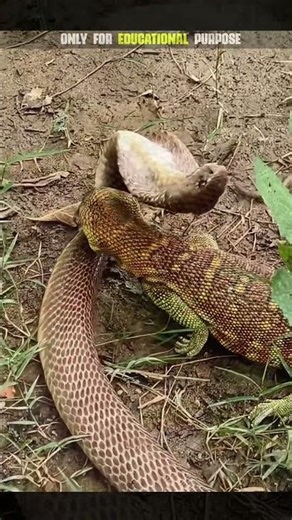Why King Cobra is called the king 🤔 #kingcobra #wildlife #facts #trend #shorts