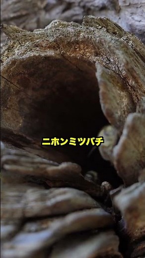 ミツバチの巣を観察します