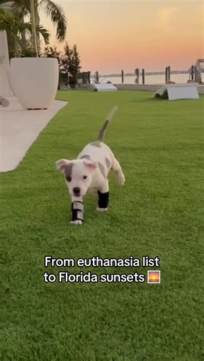 Rescue Puppy Zuzu's Journey to Happiness