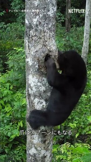 貴重映像-木登りをして蜂蜜をとるマレーグマ | アニマル －自然界の実力者たち－ | Netflix Japan