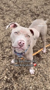 70K views · 2.3K reactions | Adopt Noah ❤️ Our little buddy hasn’t...