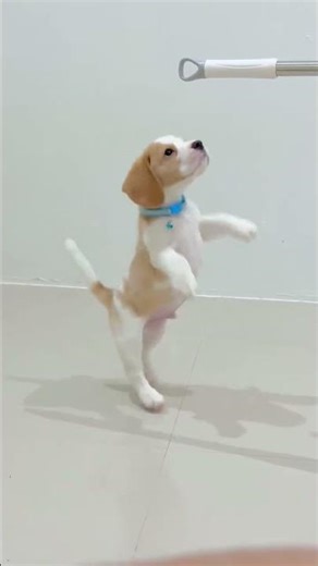 parangacutirimicuaro