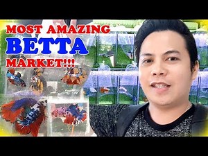 MOST AMAZING BETTA FISH MARKET IN THAILAND!!! Chatuchak on wednesday