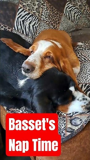 Basset Hound's Ultimate Cuddle Session!