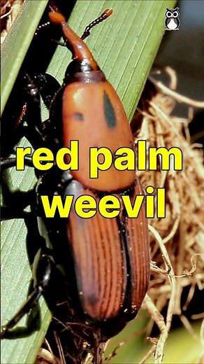 The Silent Killer of Palm Trees! #Shorts #bioimatge