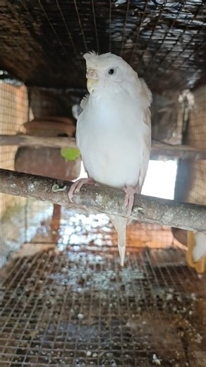 What a Beauty of helicopter budgies.....#birds #parrot #budgies #pets #lovebirds #albino #redeye