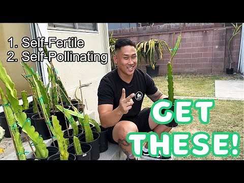 These Are My Top 5 Dragon Fruit Varieties. HIGHLY RECOMMEND! - 2023