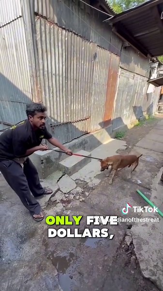 One vaccine can save a life. 💉🐾 Today, I vaccinated 3 street dogs in Dhaka. They deserve a safer and healthier life too. ❤️ #straydogs #dogrescue #animalrescue #rabiesawareness #streetdogs