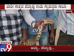 Python Caught in Mandya