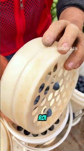 Cách nông dân phân loại quả việt quất khi thu hoạch