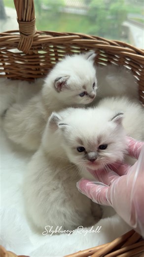 Three cute ragdoll kittens (⁎⁞ᴗ⁞⁎) #ragdollcat #ragdoll #布偶貓 #랙돌 #ラグドール