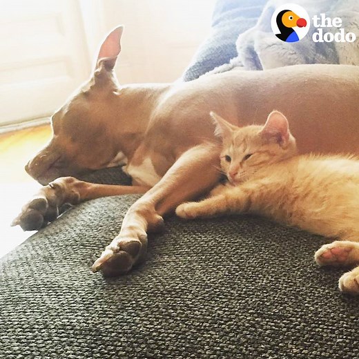 1.1M views · 18K reactions | This little cat loves his dog sister so much that he always waits by the window for her to come back from her walks ❤️ | The Dodo | Facebook