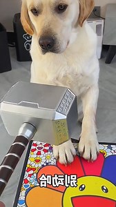 swearing so much 🤣🤣 | Hot-tempered dog