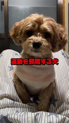 犬とちくわの面白い運動