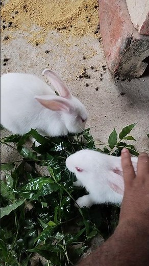 my cute rabbit #shorts #viral #pets #bunny