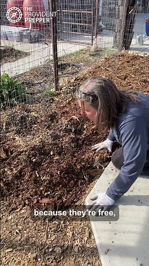 Grapevine Planting SECRETS Unleashed! It Is SO Easy!