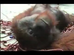 3.5K views · 59 reactions | SHOCKING DOCUMENTARY WHICH TELLS THE...