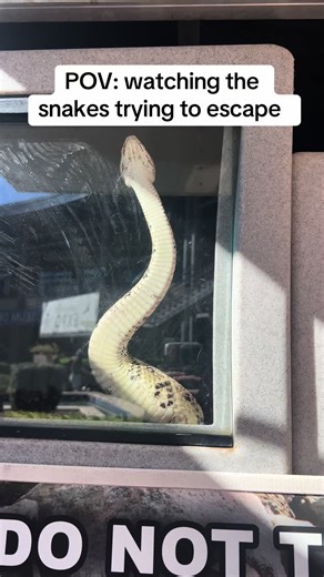 Lowkey funny asf #snakes #reptiles #snaketok #snake #animalexhibits