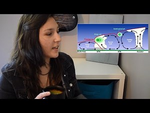 What Are The Jet Streams? | Meteorology Monday