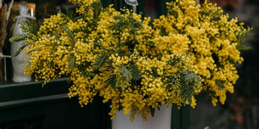 Esta es la flor amarilla que encuentras en todos los parques de Madrid: tiene un significado oculto
