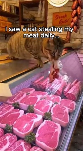 "The Cat Didn’t Steal for Itself… 🐱❤️”#CatStory #StrayDogs#Kindness #Wholesome #ViralShorts#animals