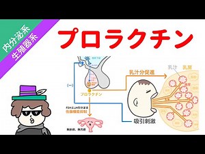プロラクチンの作用【内分泌】